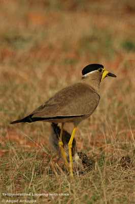 yellow wattled lapwing with chick