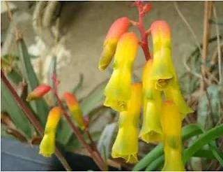 Лашеналия алоэвидная (Lachenalia aloides)