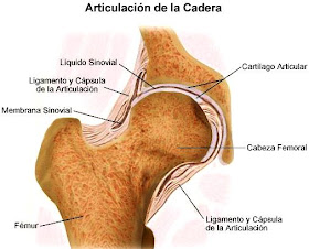 Imagen de la Articulación de la cadera e indicando sus partes