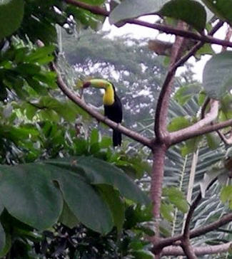 Toucan, La Ceiba, Honduras