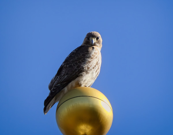 Christo the red-tailed hawk perches on his flagpole in Tompkins Square Park