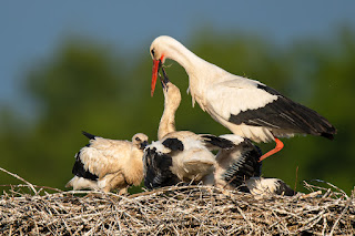 Wildlifefotografie Lippeaue Olaf Kerber Weißstorch Jungstorch