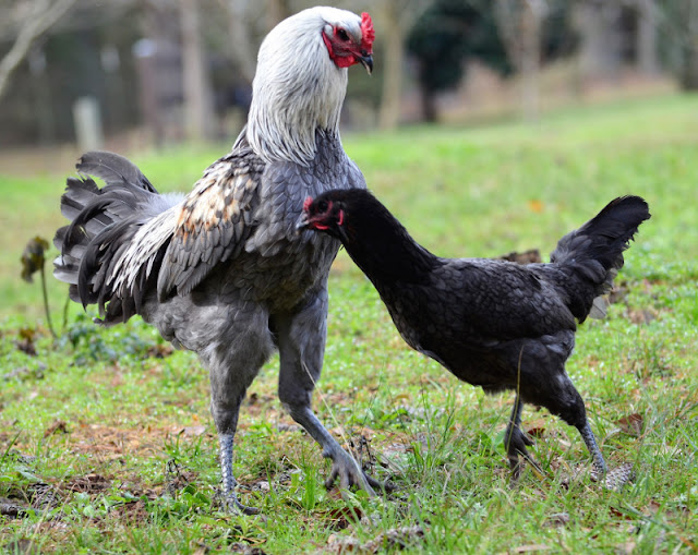  Peringkat Harga dan Jenis Ayam Termahal di Dunia ini Ini Dia Sepuluh Peringkat Harga dan Jenis Ayam Termahal Di Dunia