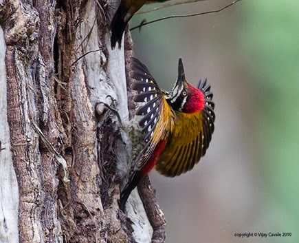 Amazing Pictures of Animals, Photo, Nature, Incredibel, Funny, Zoo, Greater Flameback, Chrysocolaptes guttacristatus, Bird,Alex (11)