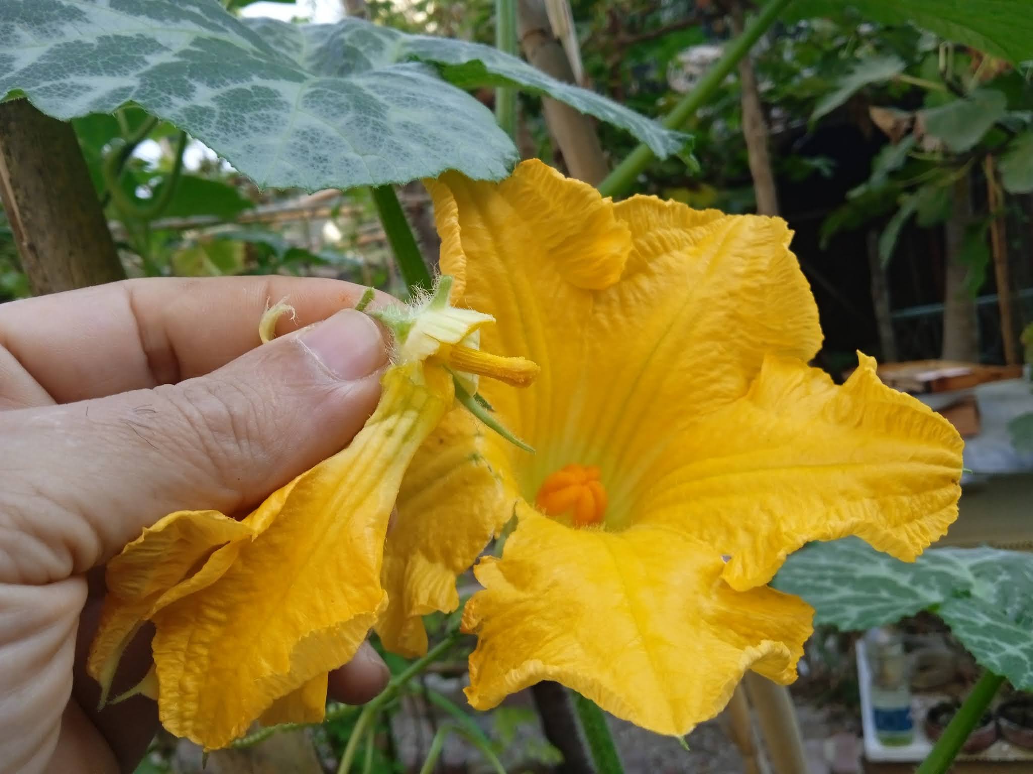 Hand pollinating squash flowers isn’t a difficult task, but it can be tedious. The first important step of hand pollination is to make sure your squash plants are producing both male and female flowers.