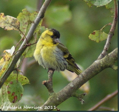 5 siskin-1