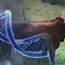 Colombia avanza en el mejoramiento genético del ganado