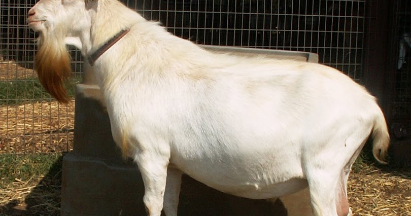 Buck for Bakra Eid (Bakri Id) Qurbani 2016 ~ Buy Goats or 