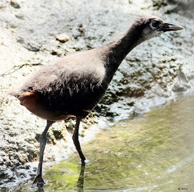 White-breasted Waterhen- Immature