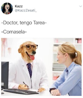 meme dogtor