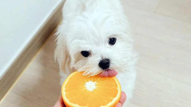 Dog Eat Orange