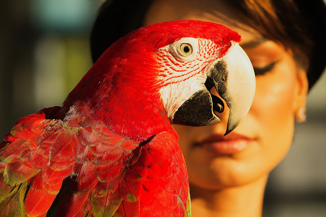 Parrots taught to make Video Calls