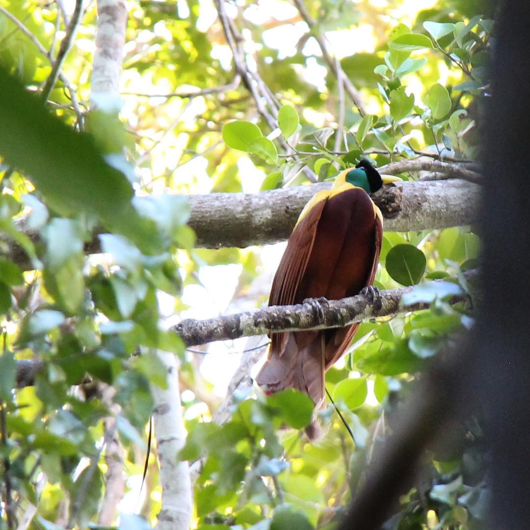  Burung Cendrawasih Merah  Sang Burung  Surga Dari Papua abangnji com
