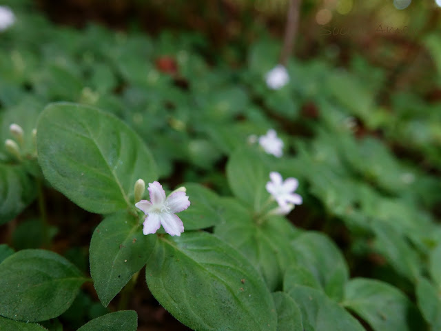 Pseudopyxis depressa