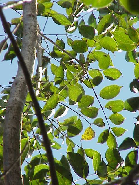 Burseraceae