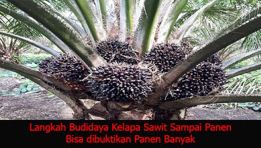 Langkah Budidaya Kelapa Sawit Sampai Panen Bisa dibuktikan Panen Banyak