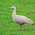 Cape Barren geese  HD Wallpapers