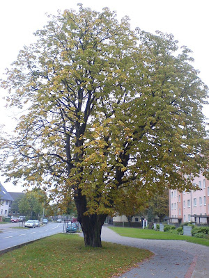 Herbst. Kastanie