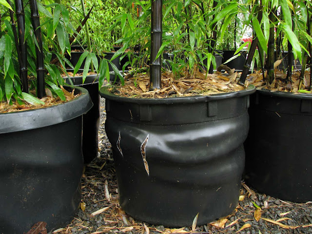 Bamboo In A Pot5