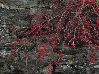 berries in ireland copyright kerry dexter