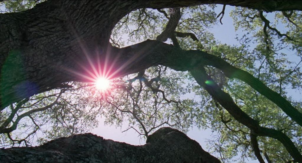 The Film Sufi The Tree Of Life Terrence Malick 11
