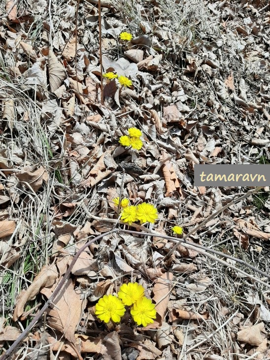 Adonis amurensis