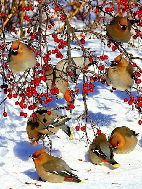 WORLD BEST FULL HD IMAGE RED FLOWER & ICE WITH BIRDS HK 540 × 720