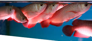 Tips usaha membudidayakan ikan hias arwana di rumah lewat aquarium