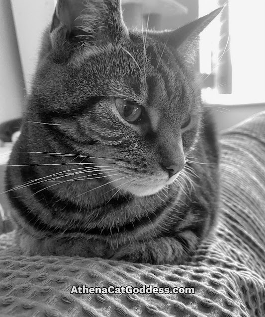 cat sitting on back of sofa