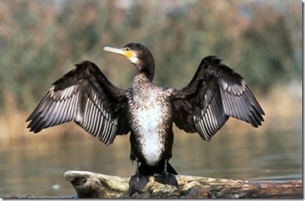Cormoran