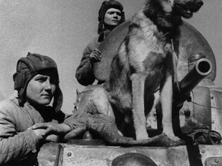 Dzhulbars: Soviet Sniffer Dog