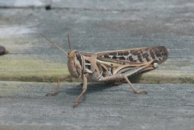 American Bird Grasshopper (Schistocerca americana) 