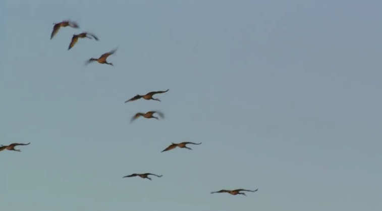 cara burung (klas aves) melakukan migrasi