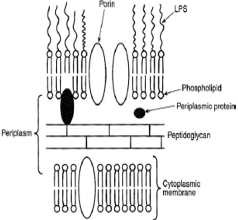 Apa Itu Struktur Sel Prokariotik : Bacteria dan Archaea