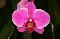 Phalaenopsis orchids