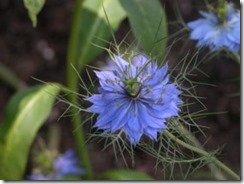 Nigella