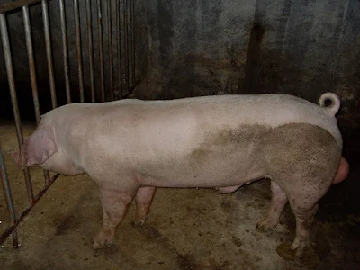 A pig in boar stud