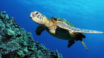 Animales que viven en el fondo del mar como Peces, tortugas, estrellas, etc.