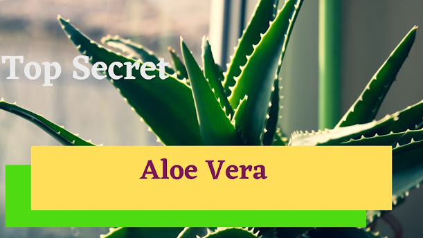 Aloe Vera for stretch marks