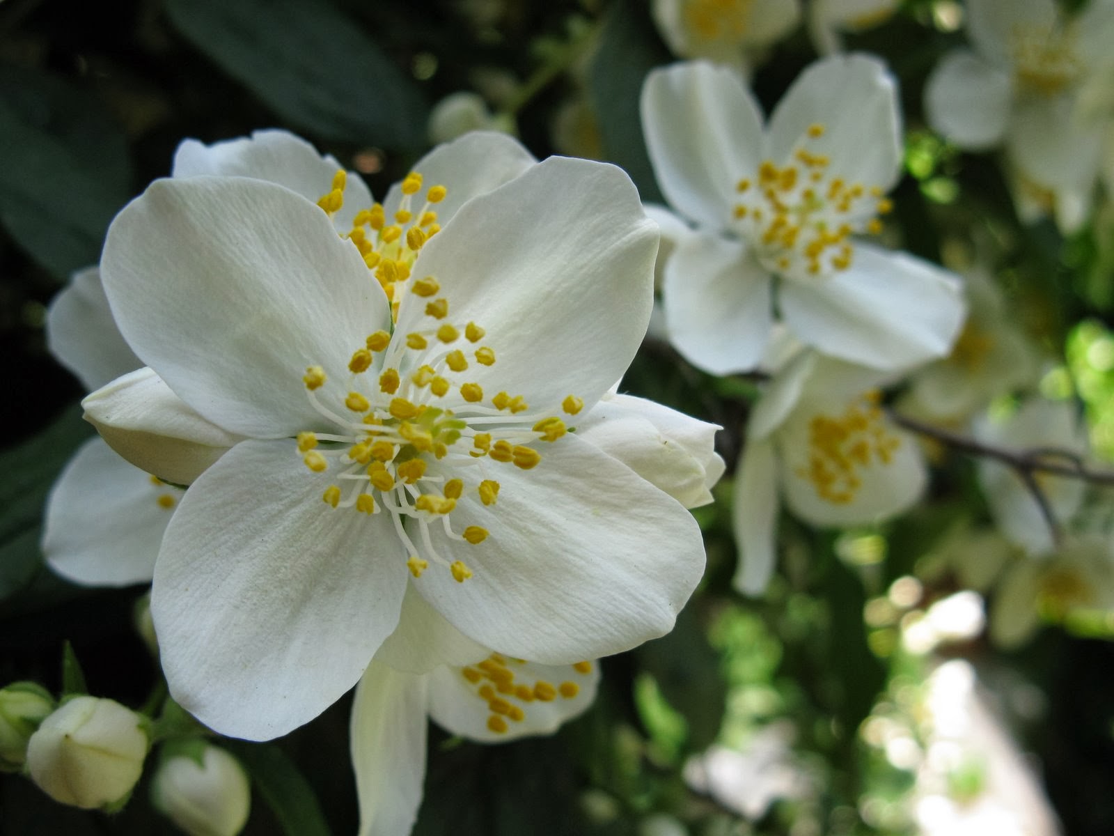 Kumpulan Gambar  Bunga  Melati  yang  Indah dan Cantik  Blog Bunga 