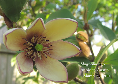 Annieinaustin Magnolia figo flower