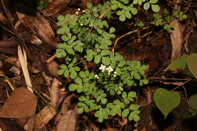 Boenninghausenia albiflora (Hook.) Meisn.,