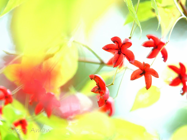 Euonymus oxyphyllus