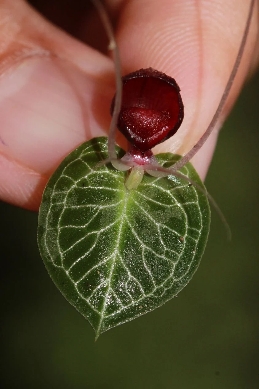 new Corybas boholensis