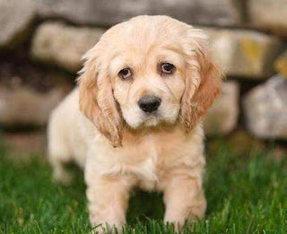 Cocker Spaniel Puppy Picture