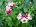 jual bibit anggrek