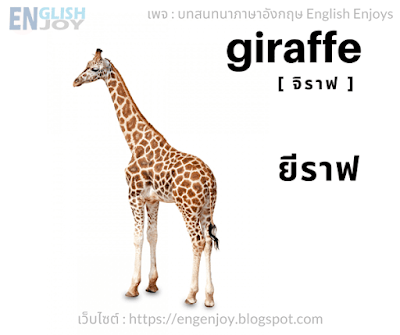 Giraffe [จิราฟ] - ยีราฟ