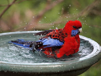 Bird Bathing