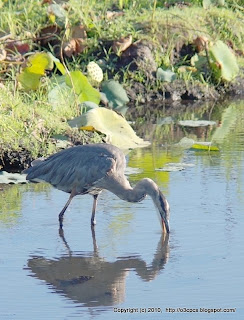 Great Blue Heron Fishing