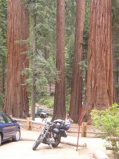 Óriás Sequoia fenyők között a Yosemite nemzeti parkban